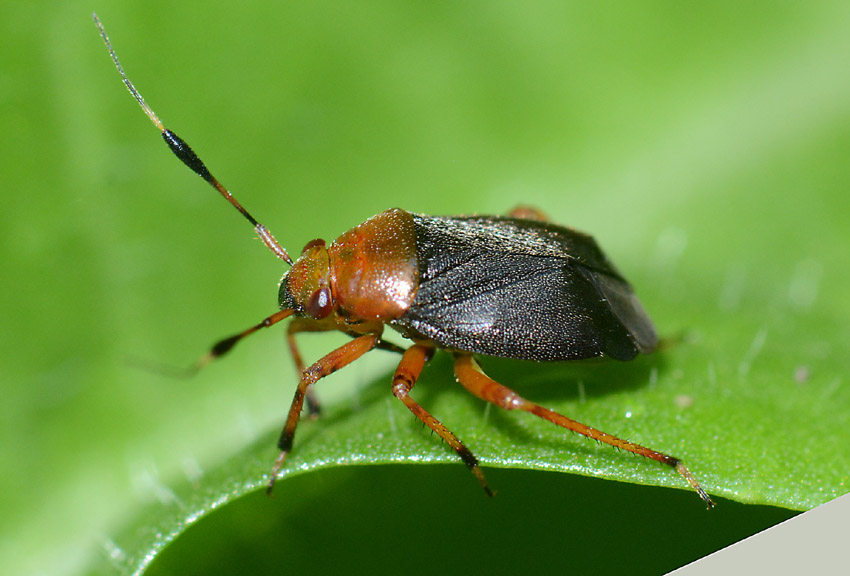 Miridae: Capsus ater